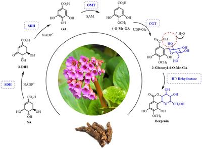 Biosynthetic pathway of prescription bergenin from Bergenia purpurascens and Ardisia japonica